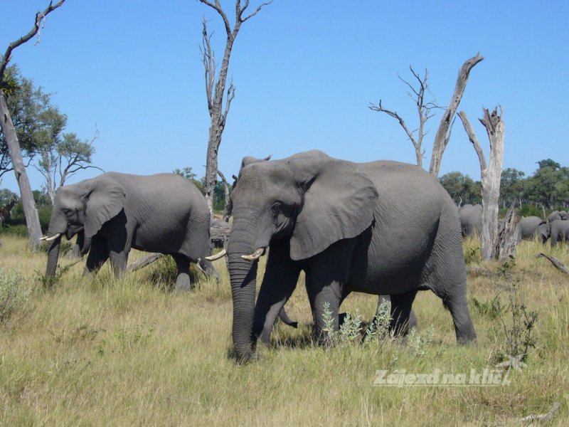 botswana-novy-web-007.jpg