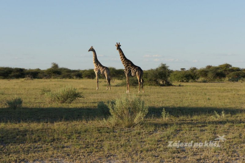 botswana-novy-web-009.jpg