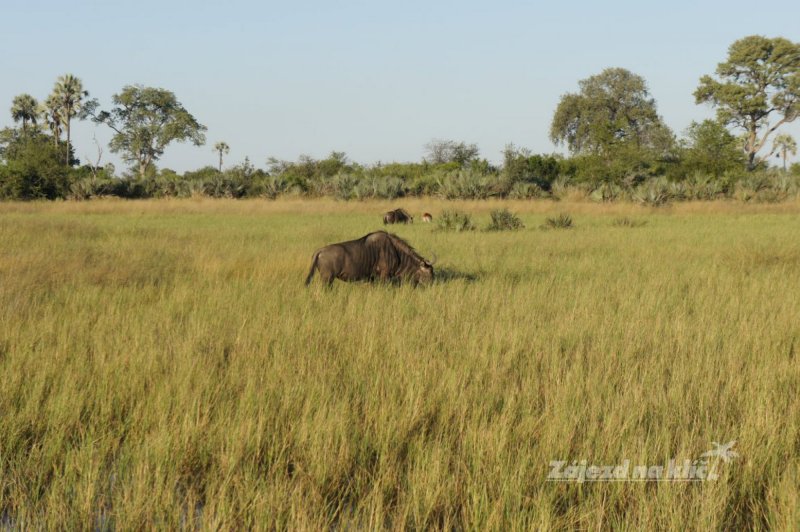 botswana-novy-web-029.jpg