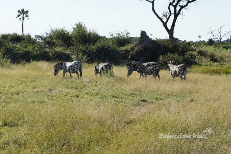 botswana-novy-web-030.jpg