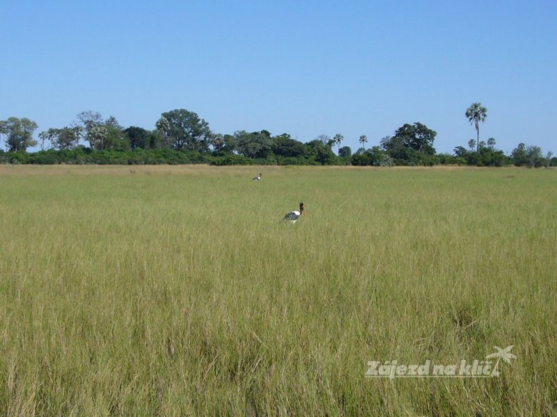 botswana-novy-web-031.jpg