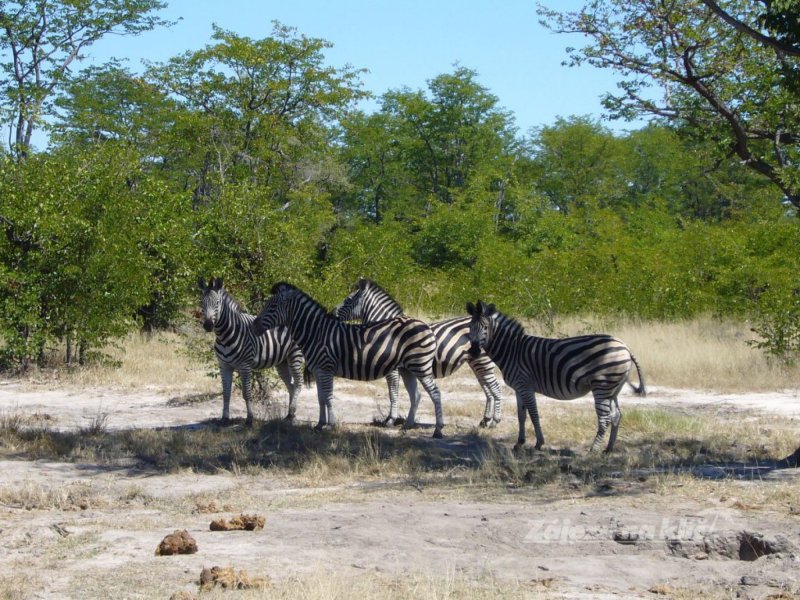botswana-novy-web-035.jpg