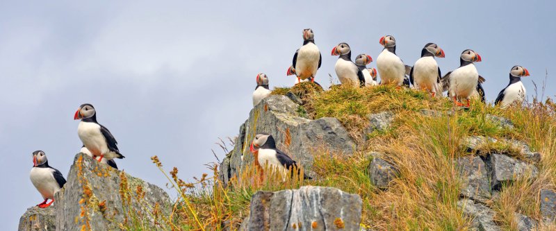 https://scenic.cruises/