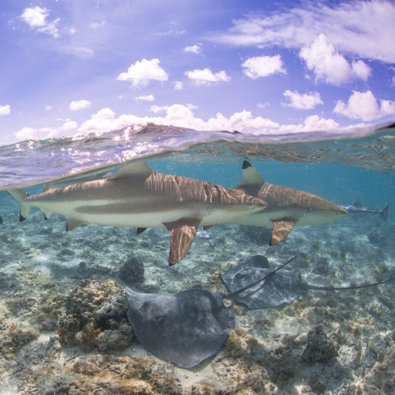 polynesie-novy-web-107.jpg
