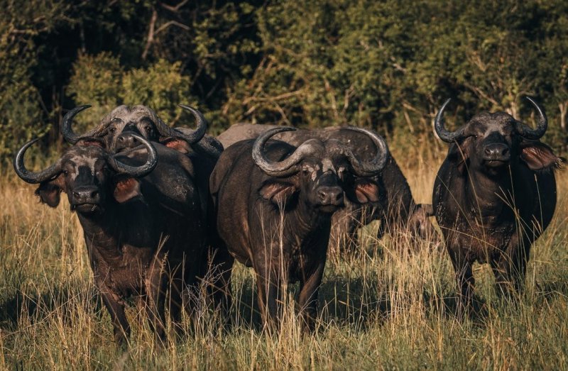 safari-okruh-tanganyika-a-saadani-035.jpg