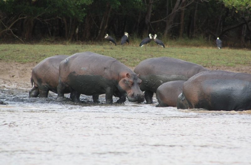 Saadani Safari Lodge