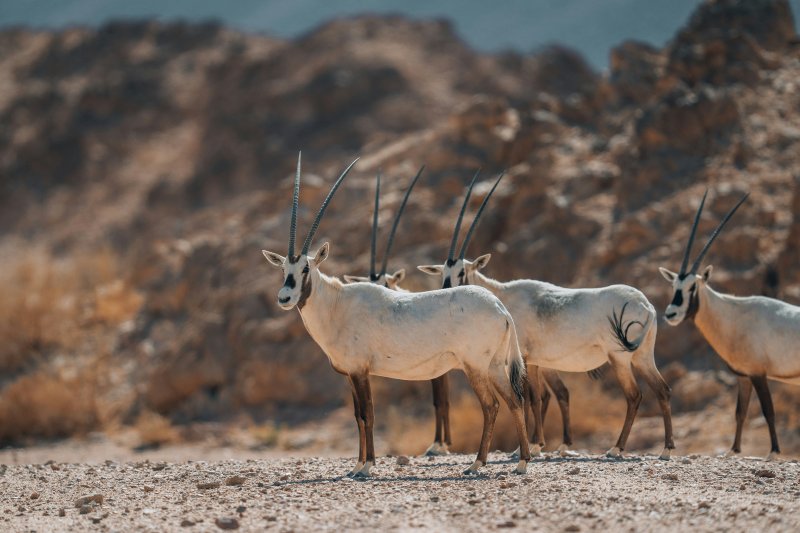 https://unsplash.com/