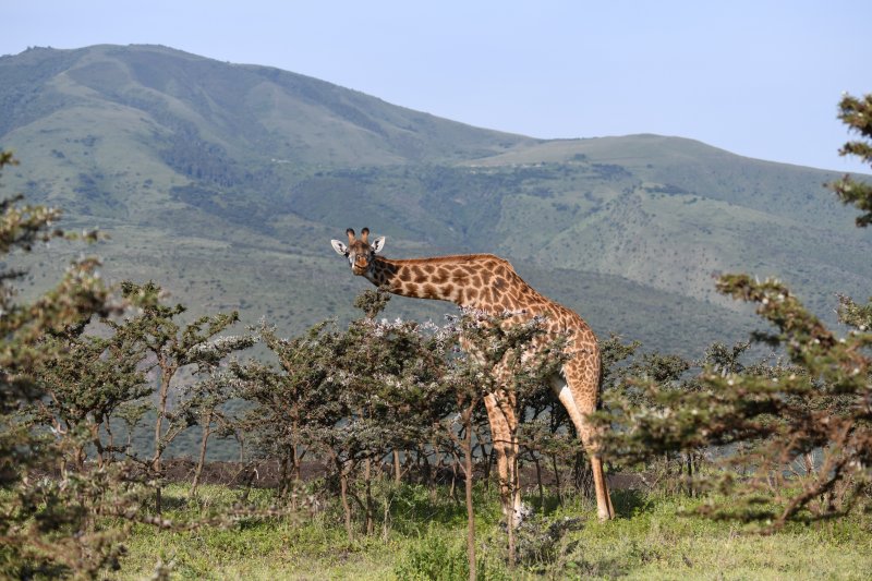 serengeti-2-001.jpg