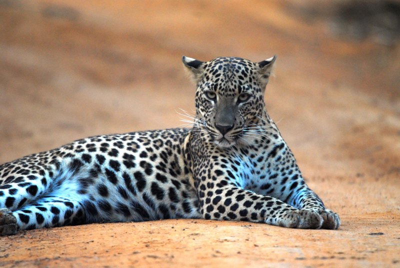 sri-lanka-121.jpg