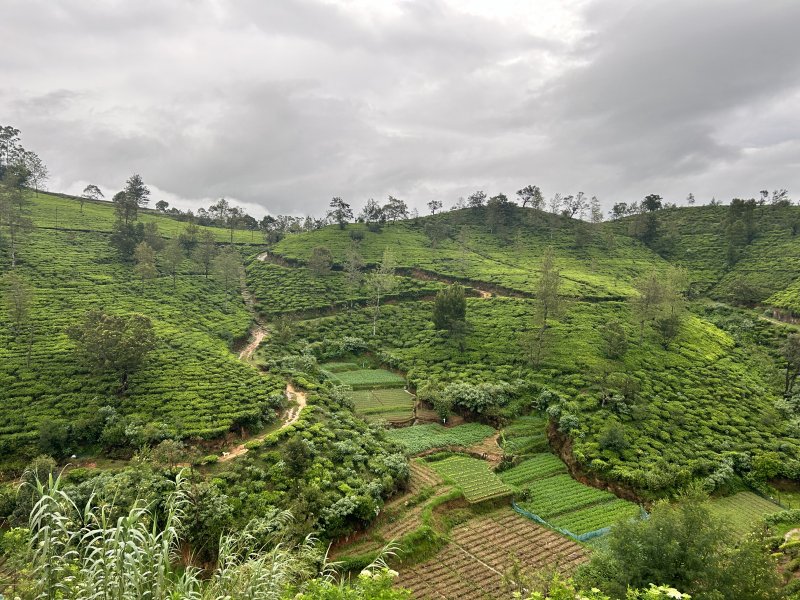 sri-lanka-jana-marica-001.jpg