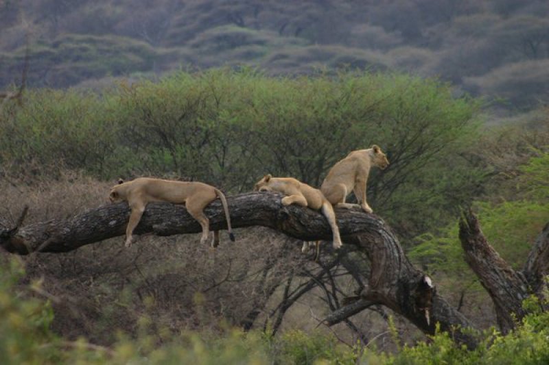 Lake Manyara Serena Safari Lodge