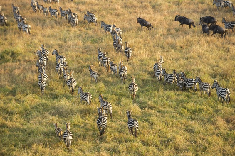 Serengeti Serena Safari Lodge