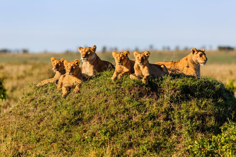 Serengeti Karibu Camps Mara River Camp